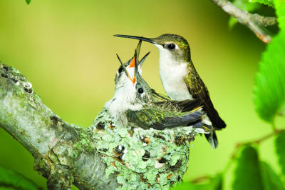 hummingbird babies